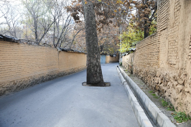 درخت آدامسی 