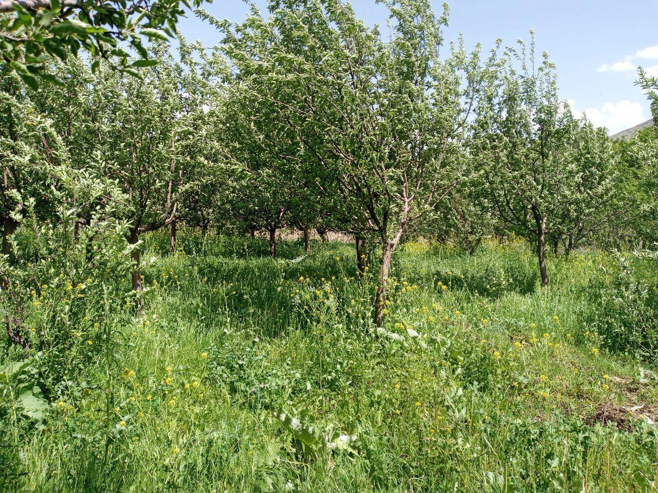 روستای وفرجین همدان