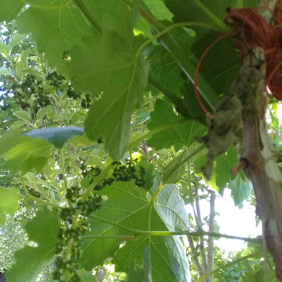 روستای حسین آباد کرون