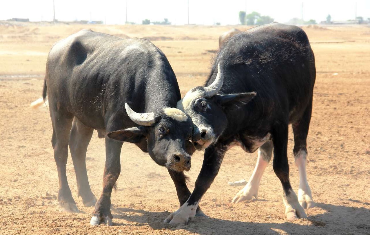 روستای طویبه حمیدیه 