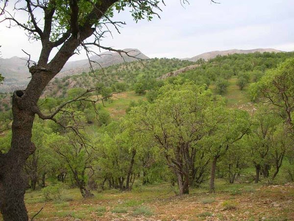 جنگلهای بلوط دهدز 