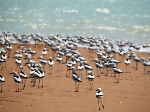جزیره دارا