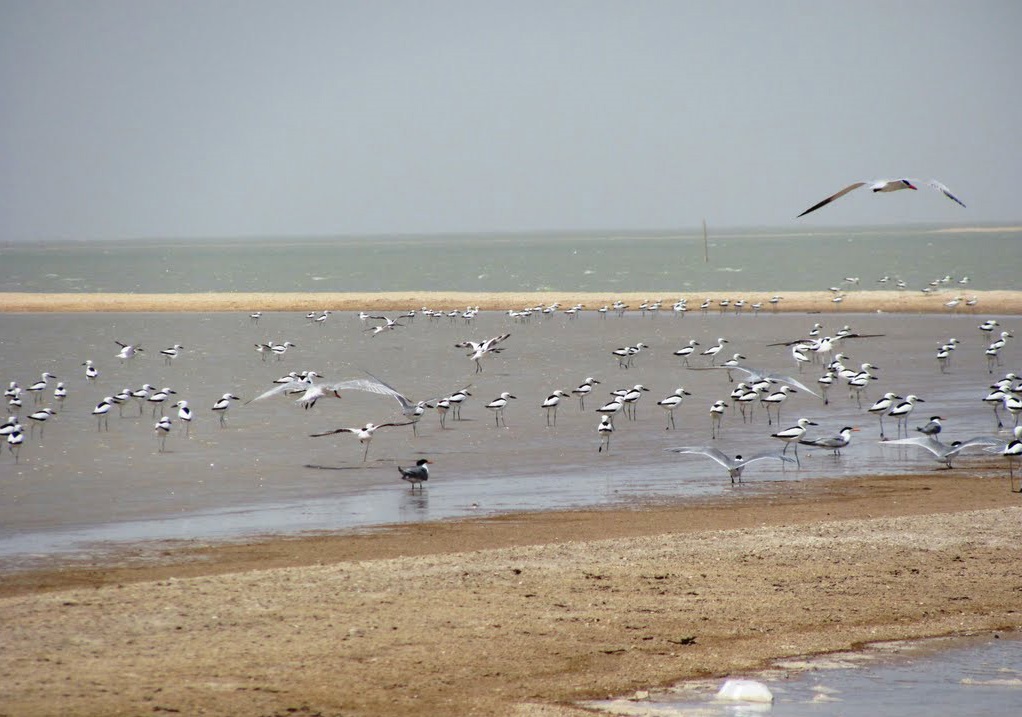جزیره دارا