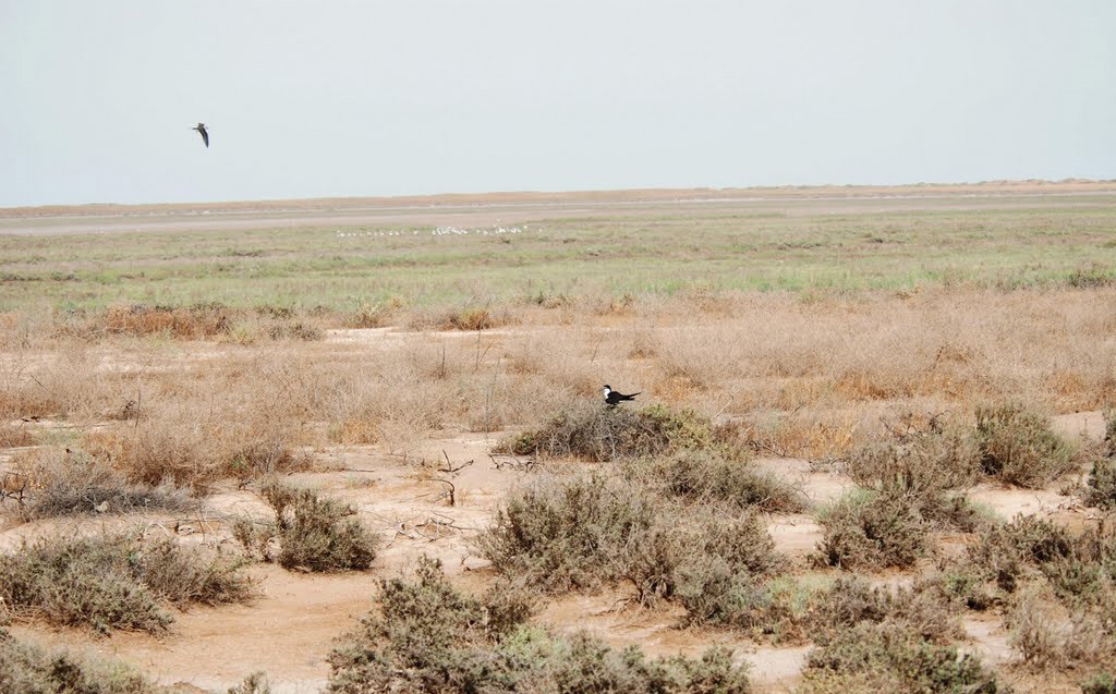جزیره دارا