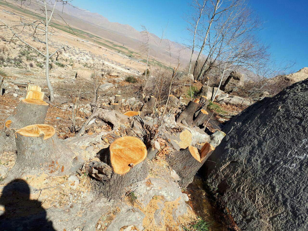 چشمه مرغک 