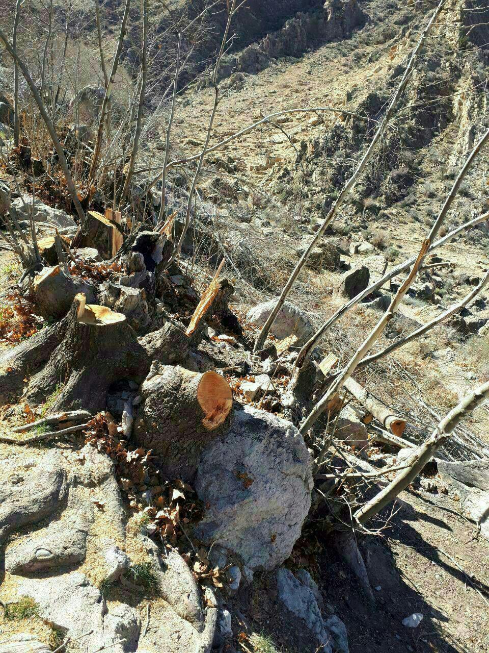 چشمه مرغک 