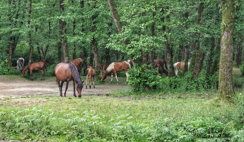 روستای گیسوم 