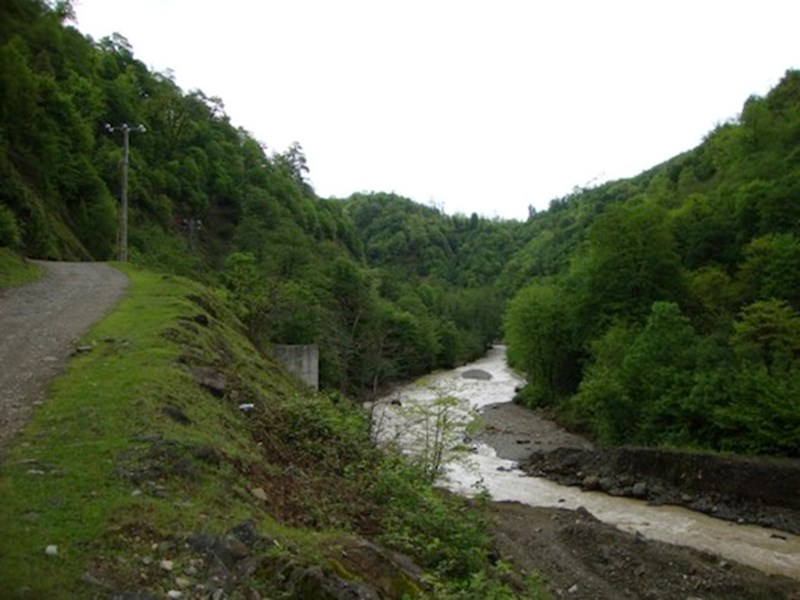 شفارود 