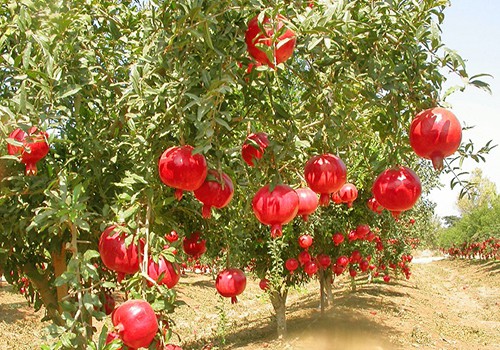 باغشهر تفت