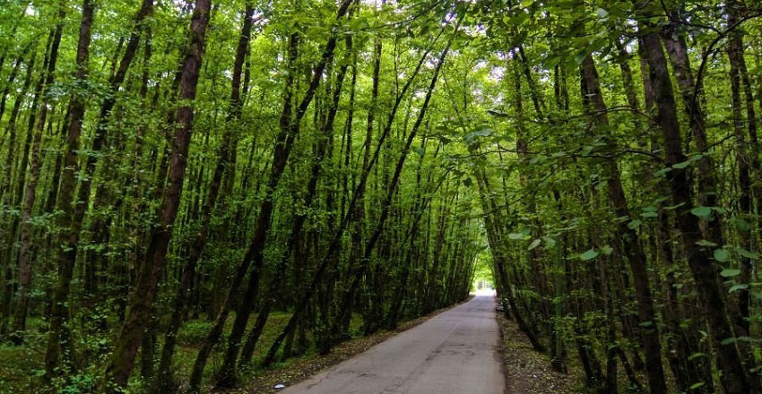گیسوم 