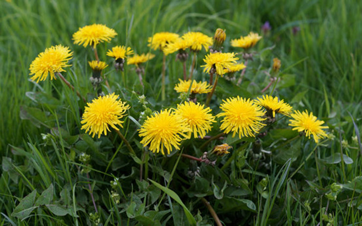 گیاهان خوراکی 