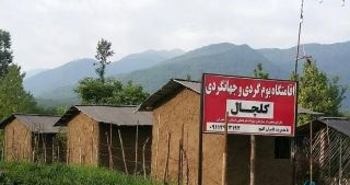 گاو پشته 