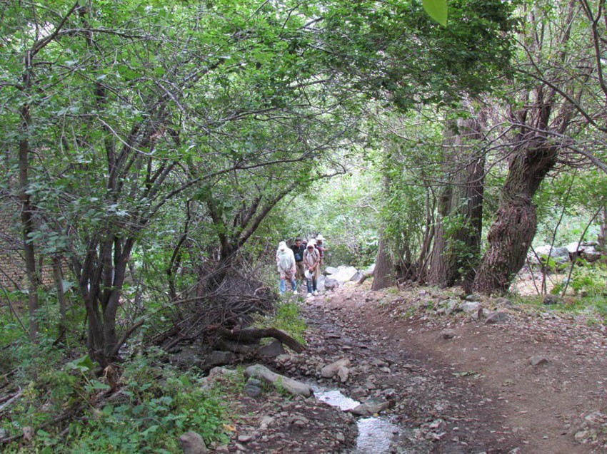ایگل 