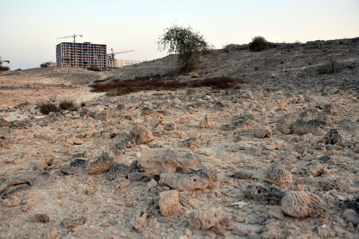 مرجان 