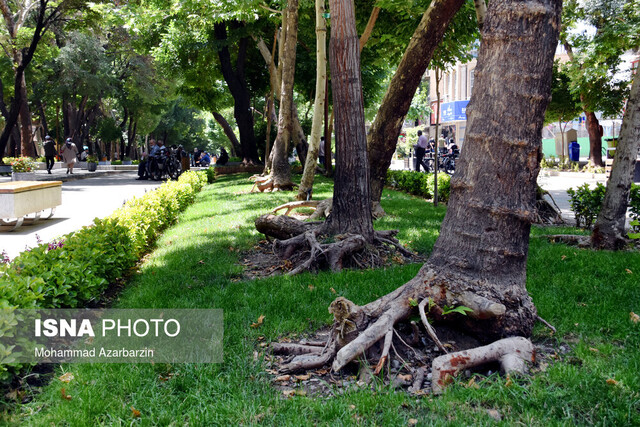 درختان چهارباغ 