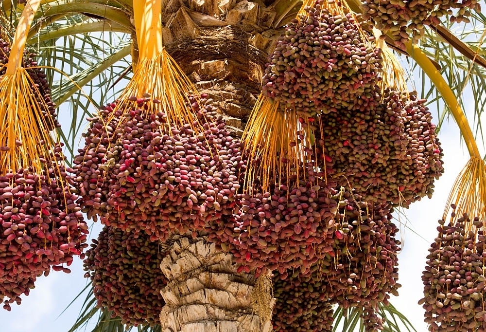 رطب چینی 