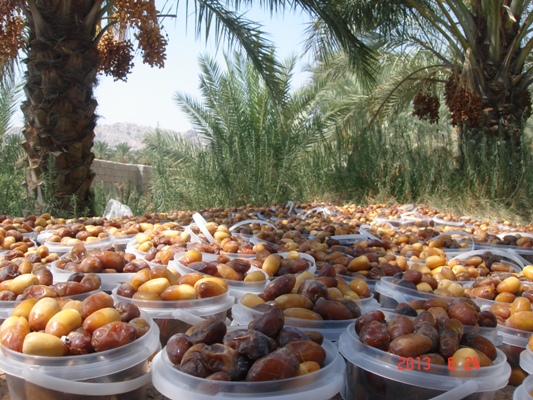 رطب چینی 