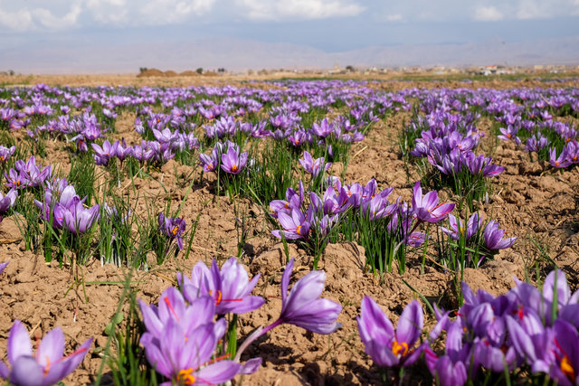 روستای سنو گناباد 