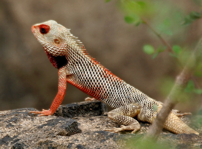 سیستان و بلوچستان 