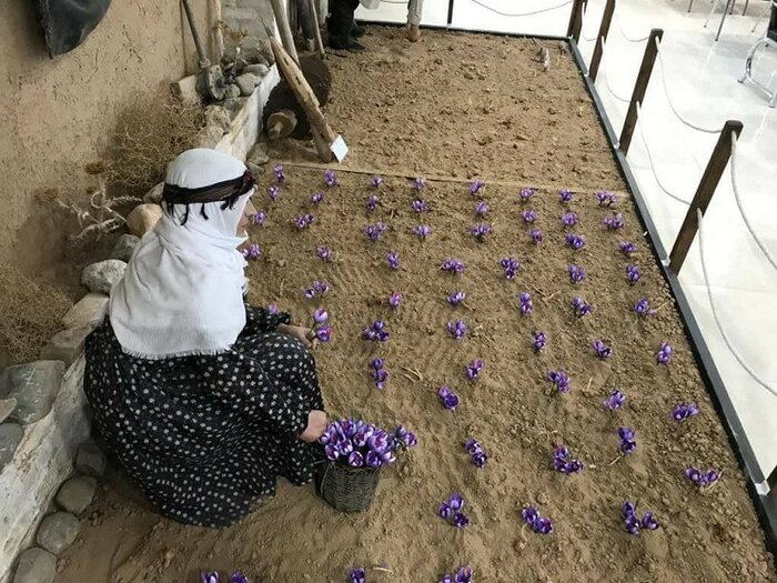 موزه زعفران
