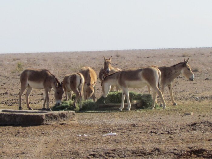 پارک ملی کویر استان سمنان