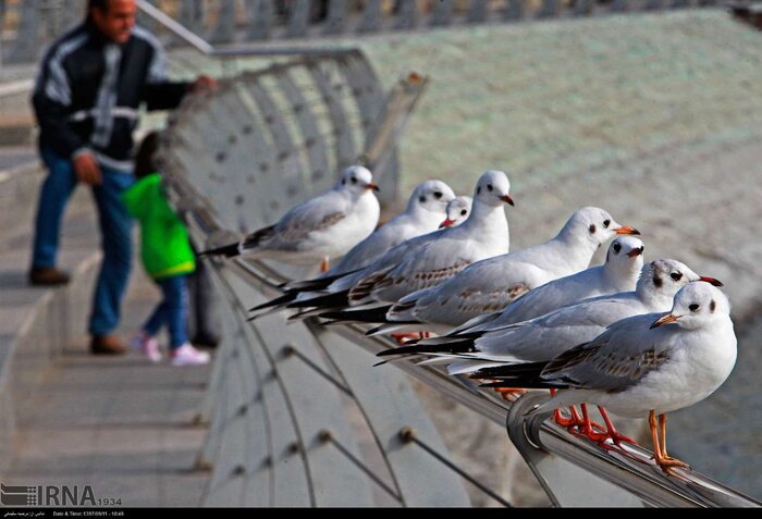 پرنده نگری 