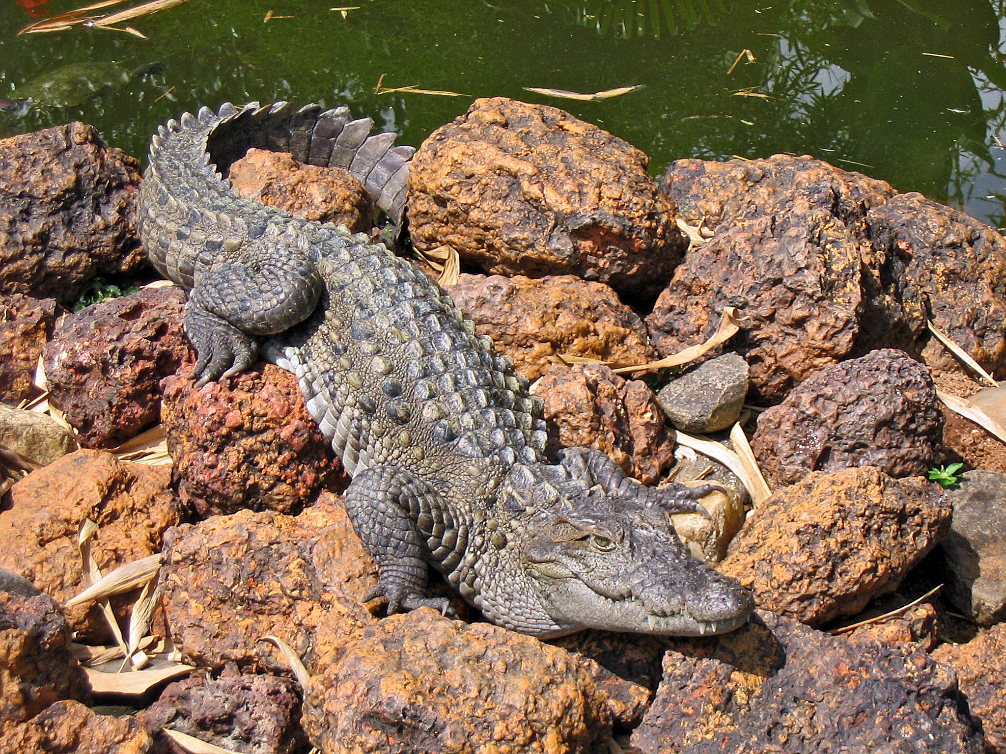 سیستان و بلوچستان 
