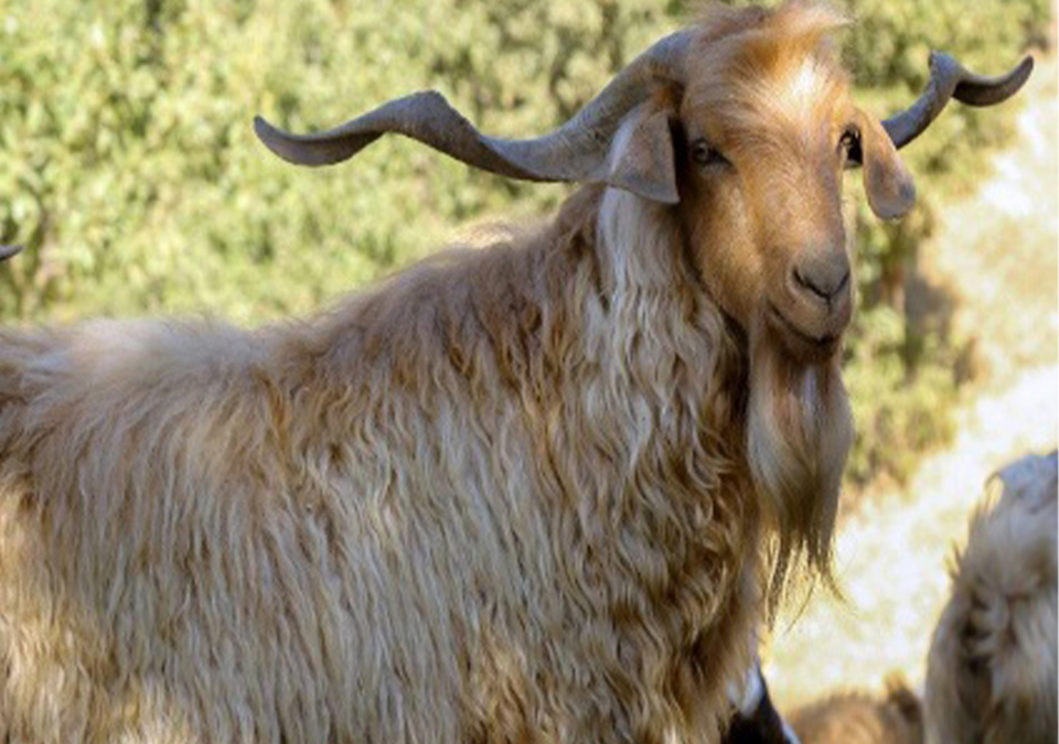 بز مرخز