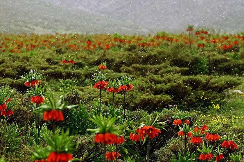 دره بید بالا فریدن