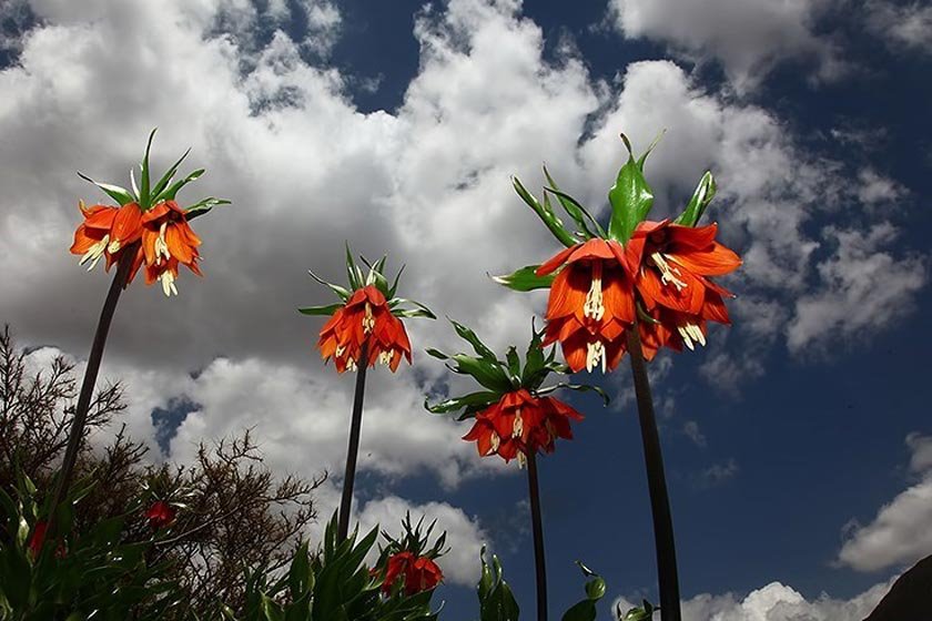 دره بید بالا فریدن