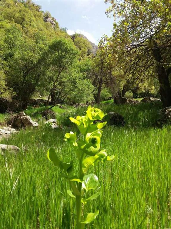 روستای سرمرغ سفلی