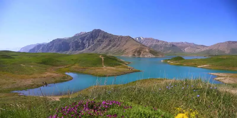 پرنده نگری