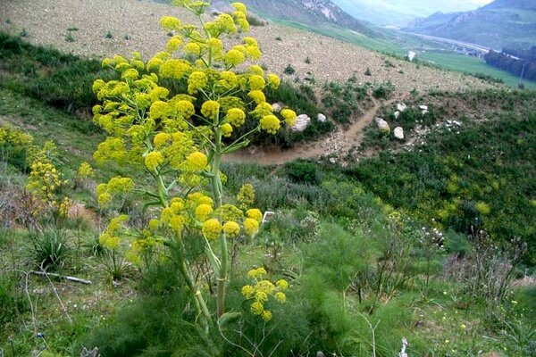 گیاهان دارویی 