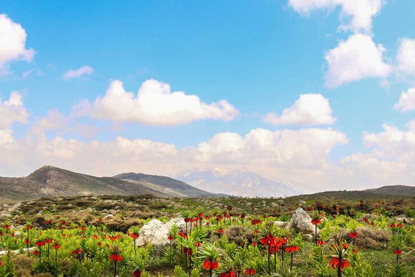دشت مورپیسه یاسوج