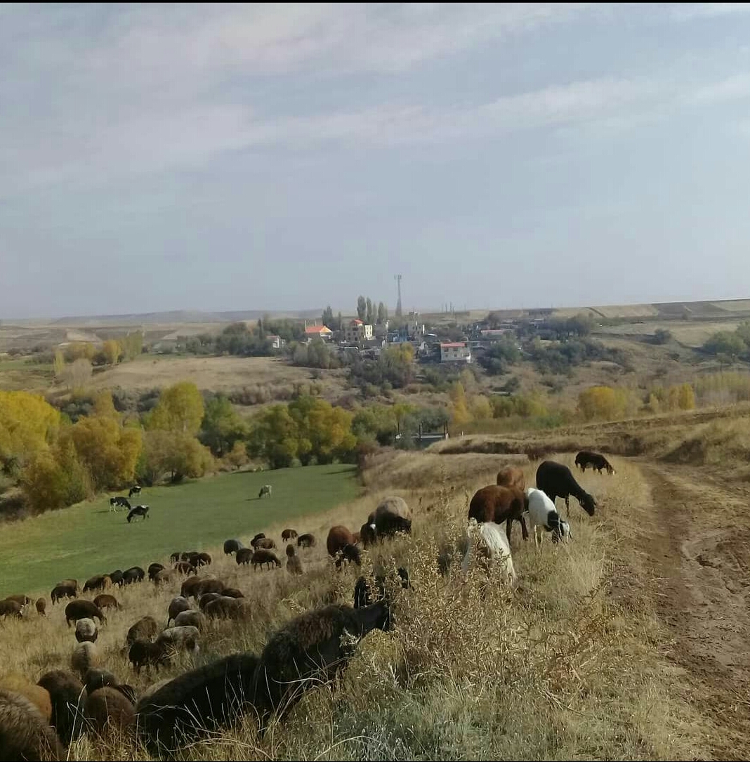 روستای عین آباد