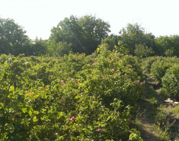 روستاهای ورامین
