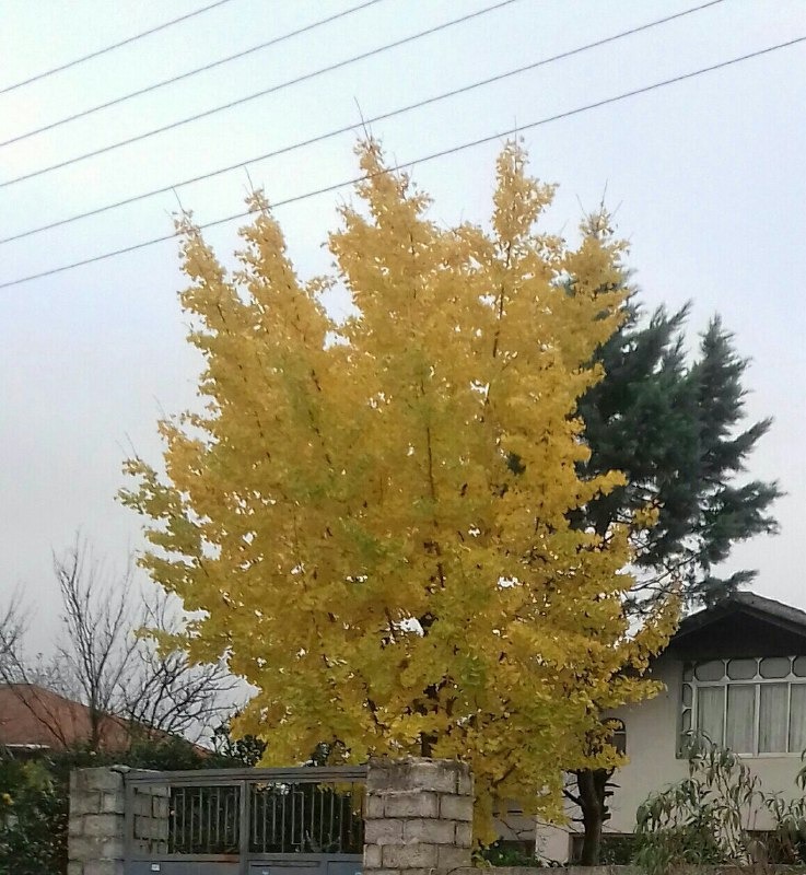 روستاهای رودسر