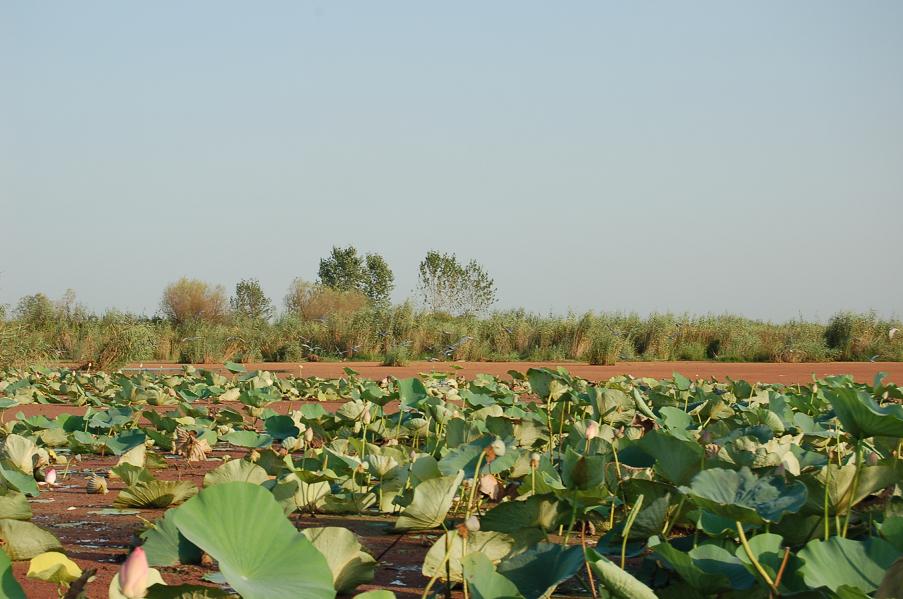 روستاهای بندرانزلی