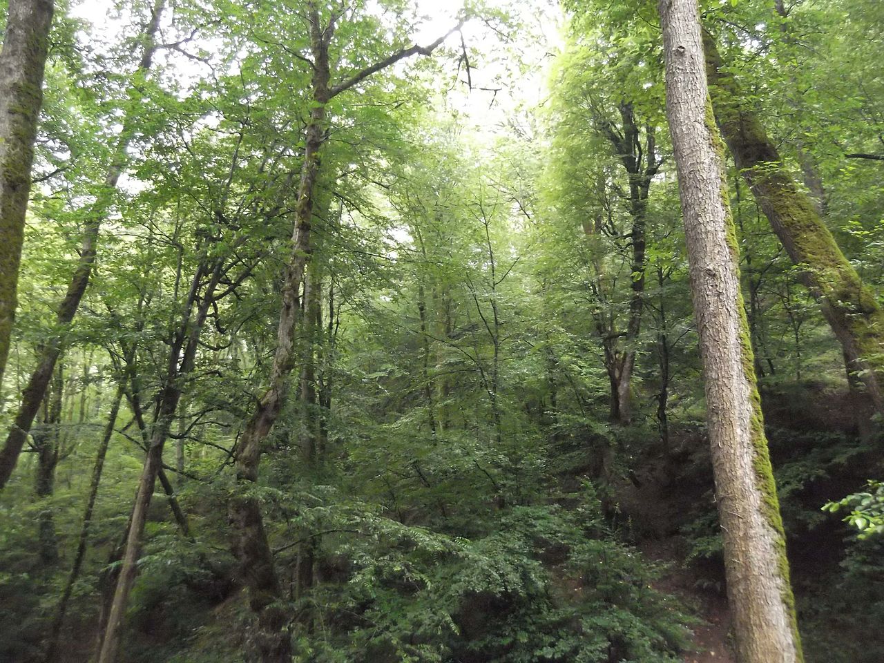 روستاهای سیاهکل