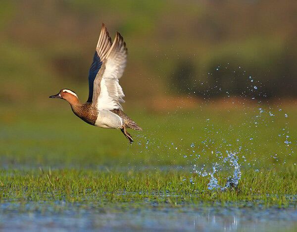 کانی برازان