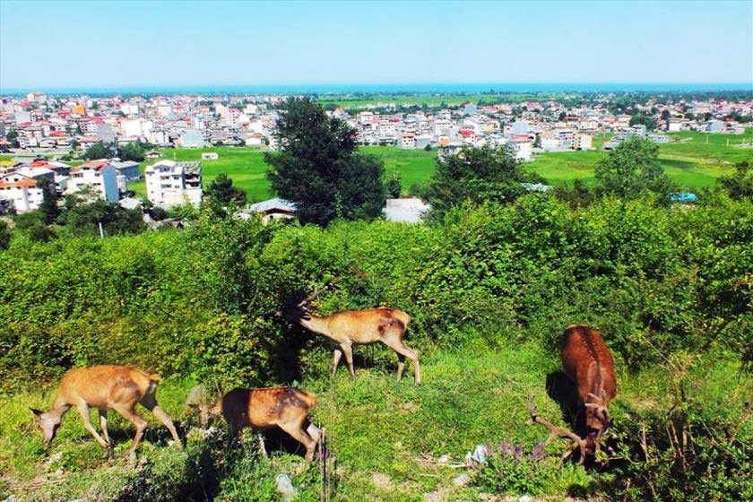 روستاهای تالش