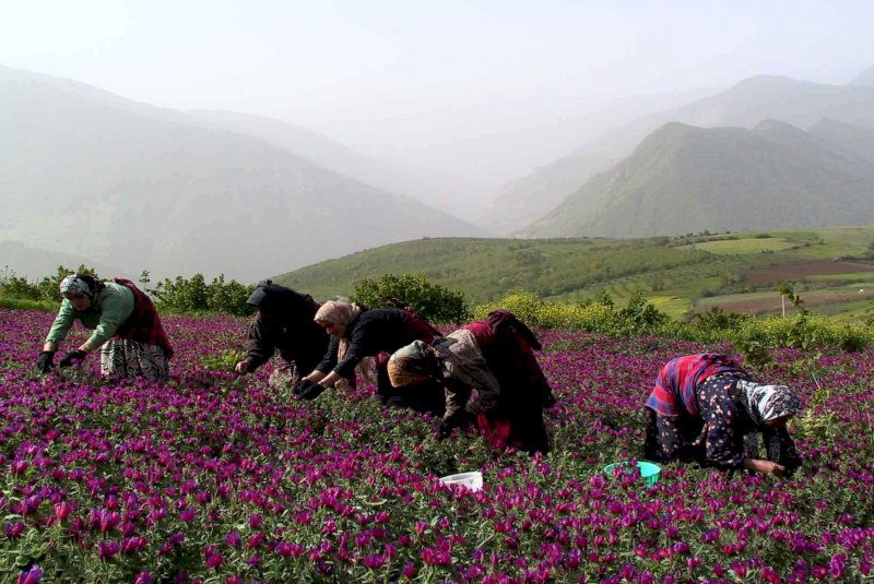 گیلان