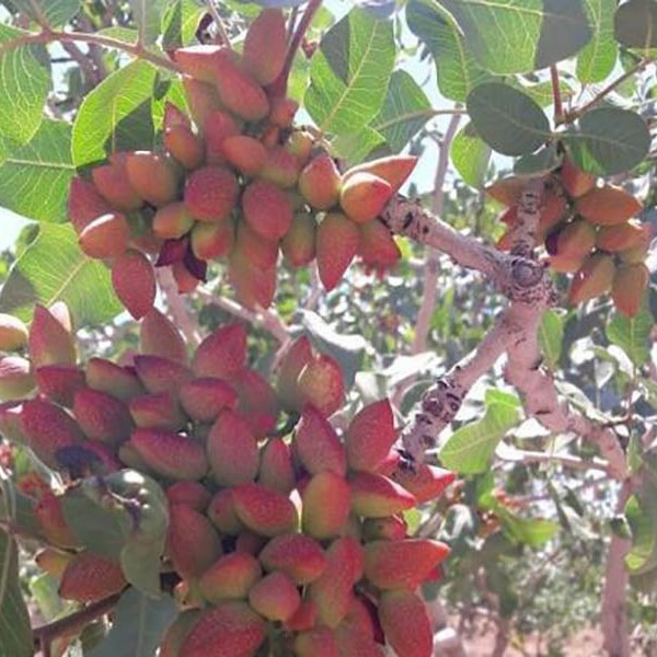 روستاهای اصلاندوز