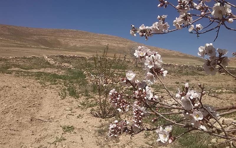 روستاهای بیجار
