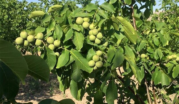 روستاهای خانمیرزا