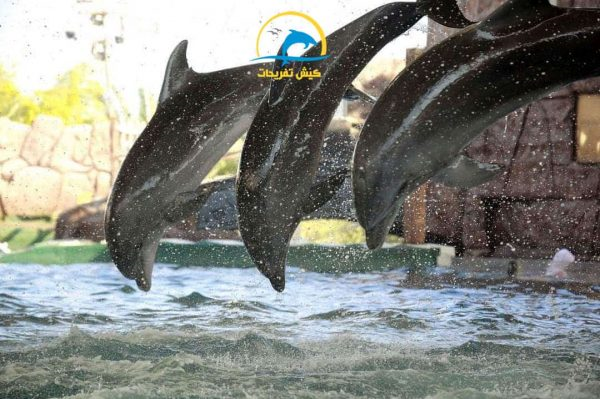 تفریحات کیش