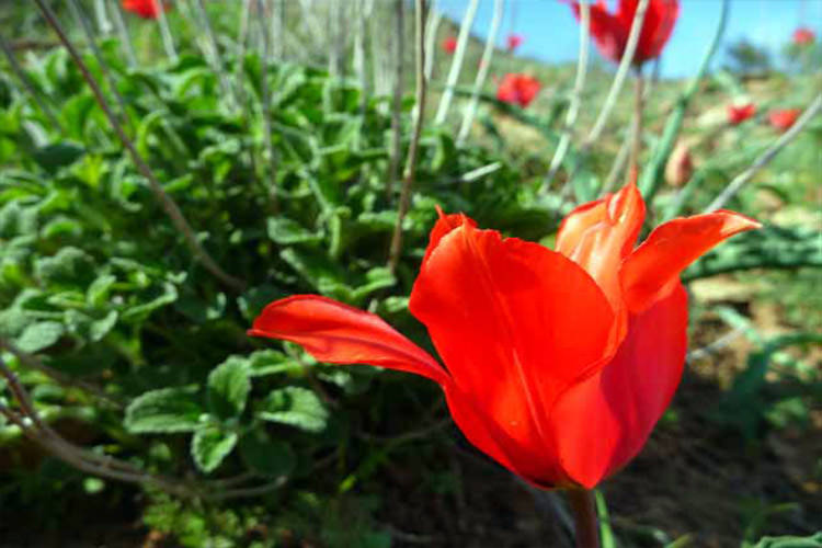 روستاهای اهر 