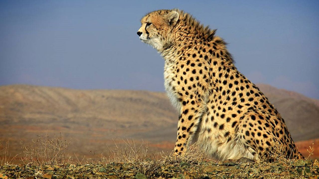 عادات یوزپلنگ‌ها