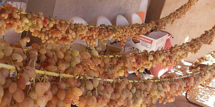 خشک کردن انگور