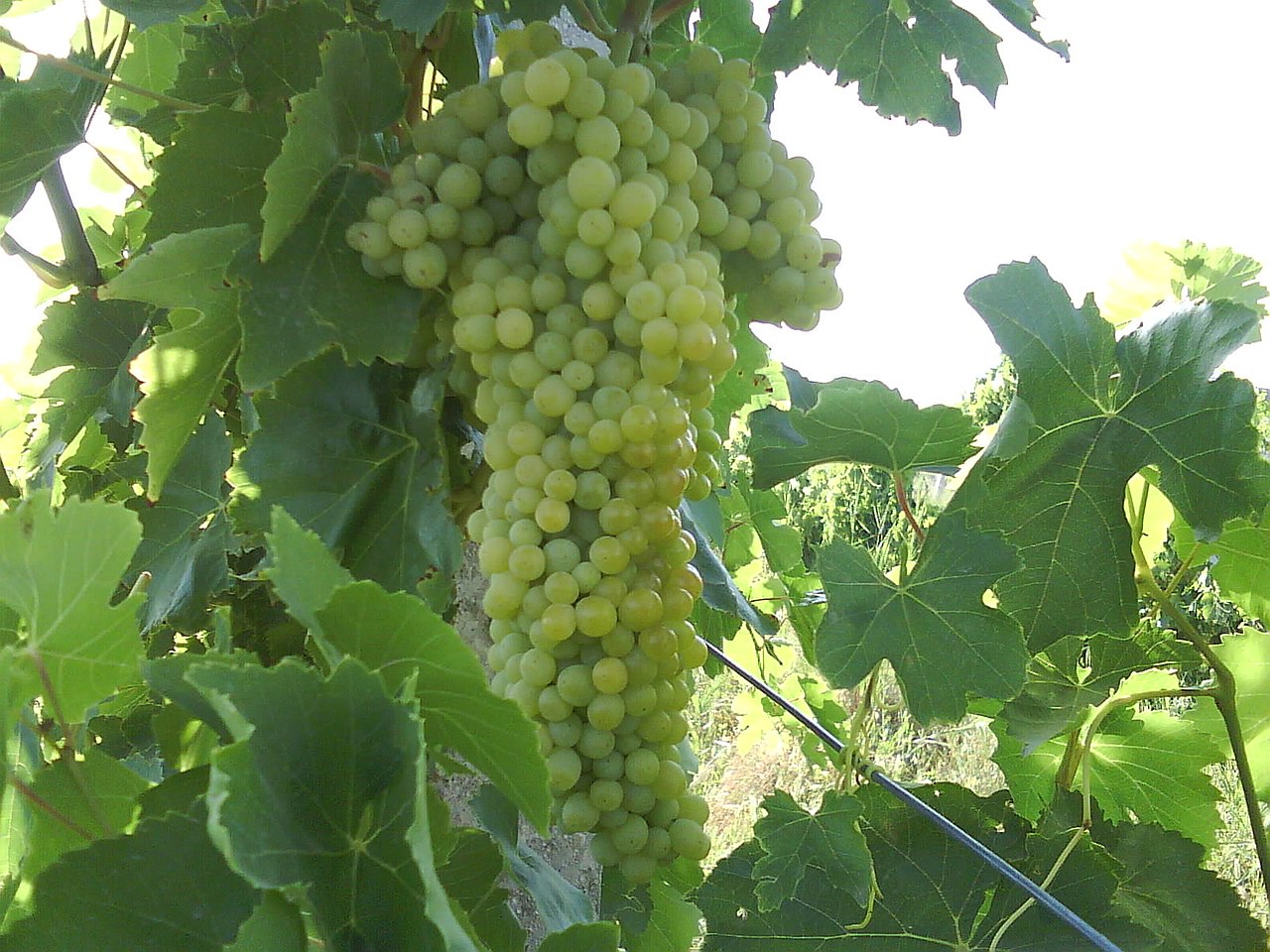 روستاهای ملکان